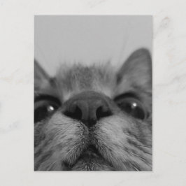 Cartão Postal Face de Gato Preto&Branco