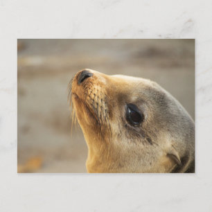 Cartão Postal Face de Leão de Bebê
