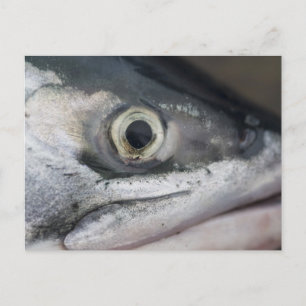 Cartão Postal Face de Salmão de Prata