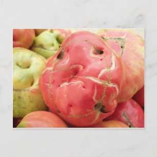 Cartão Postal Face de tomate