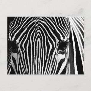 Cartão Postal Face de Zebra