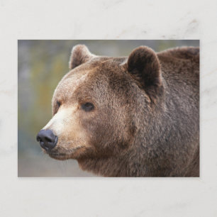 Cartão Postal Face do Urso