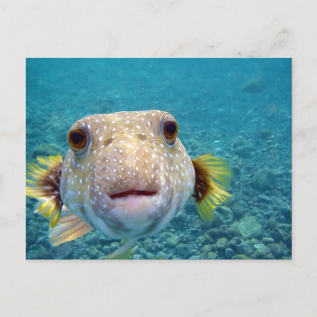 Cartão Postal Face próxima de um Puffer Fish Arothron Hispidus (Frente)