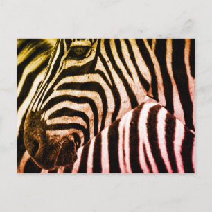 Cartão Postal Face Zebra