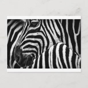 Cartão Postal Face Zebra
