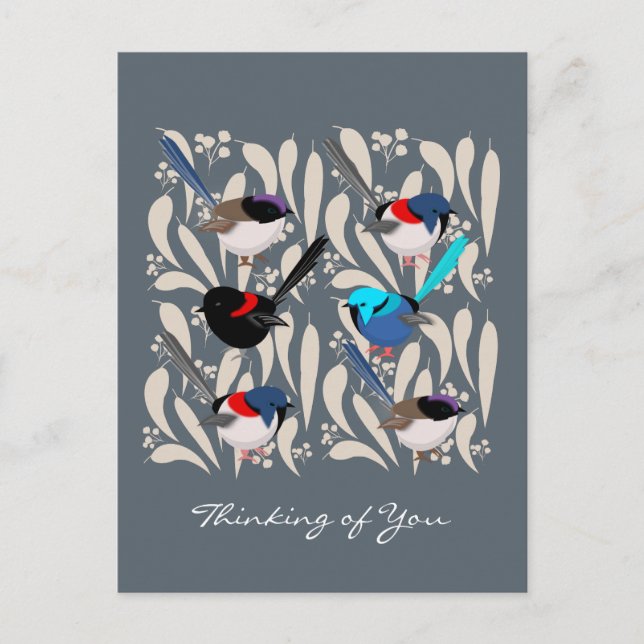 Cartão Postal Fairy Wrens (Frente)