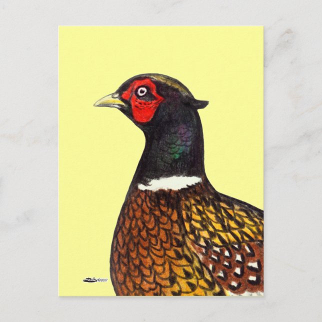 Cartão Postal Faisão: Cabeça de Ringneck (Frente)