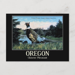 Cartão Postal Faisão Chinês, Pássaro do Jogo do Oregon