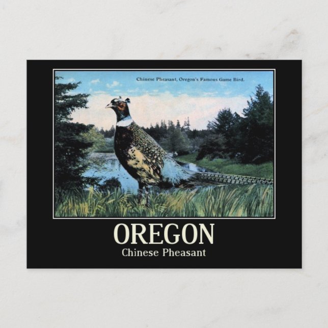 Cartão Postal Faisão Chinês, Pássaro do Jogo do Oregon (Frente)