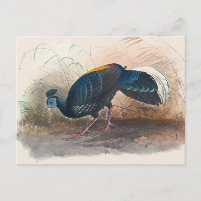 Cartão Postal Faisão de Joseph Wolf, um faisão bombardeado por J (Frente)