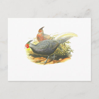 Cartão Postal Faisão de Kalij