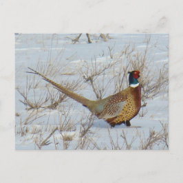 Cartão Postal Faisão-de-pescoço-anilado B22 na Neve