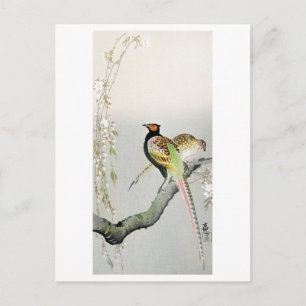 Cartão Postal Faisão e flor de cereja - Ohara Koson -