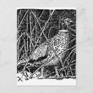 Cartão Postal Faisão (Galo)