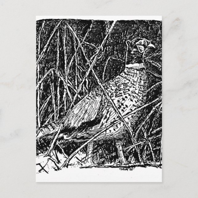 Cartão Postal Faisão (Galo) (Frente)
