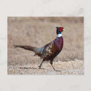 Cartão Postal Faisão Ringnecido