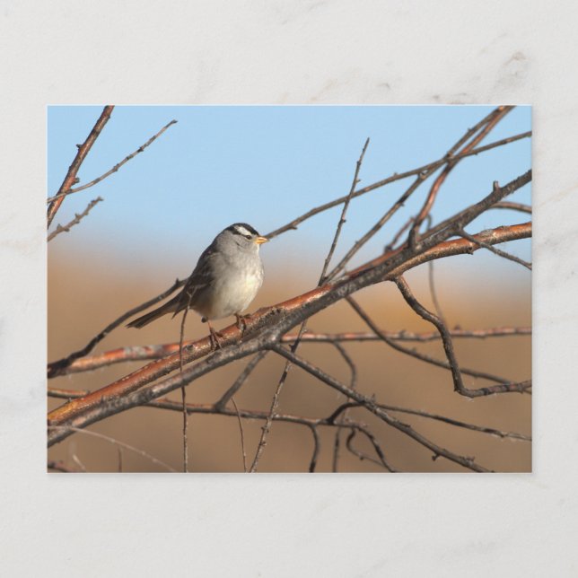 Cartão Postal Faísca branca-cortada sobre um bastão (Frente)