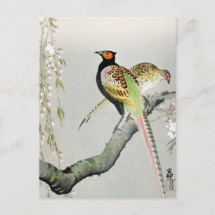 Cartão Postal Faisões e flor de cerejeira ++ Ohara Koson -