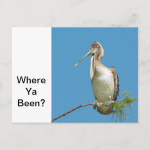 Cartão Postal Falando com o Pelican