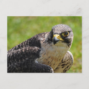 Cartão Postal falcão