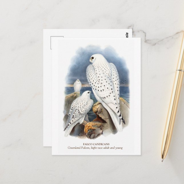 Cartão Postal Falcão da Groenlândia (Frente/Verso In Situ)