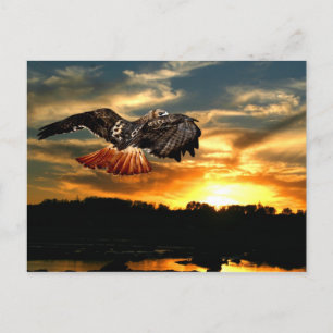 Cartão Postal Falcão-de-cauda-vermelha