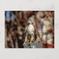 Falcão-de-cauda-vermelha imaturo
