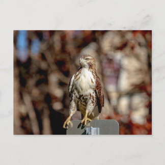 Cartão Postal Falcão-de-cauda-vermelha imaturo
