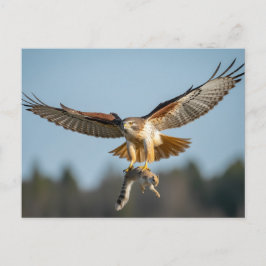 Cartão Postal Falcão-de-cauda-vermelha pega esquilo 