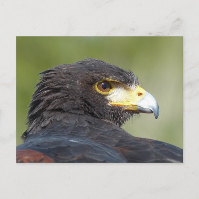 Cartão Postal Falcão-de-harris (Frente)