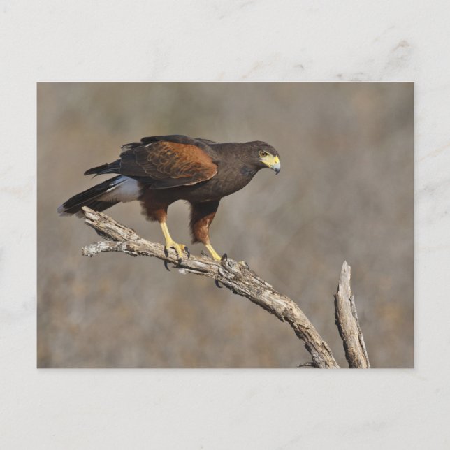 Cartão Postal Falcão-de-harris raptor empoleirado (Frente)