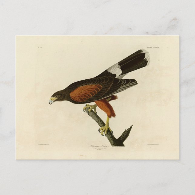 Cartão Postal Falcão de Louisiana (Frente)