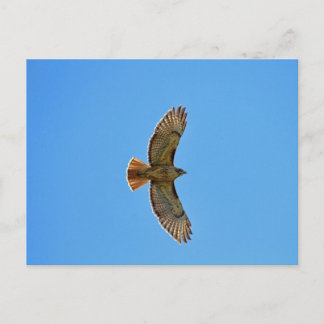 Cartão Postal Falcão de Perna Vermelha em Voo