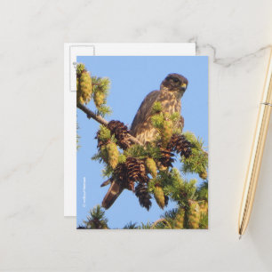 Cartão Postal Falcão Merlin na árvore do pinheiro
