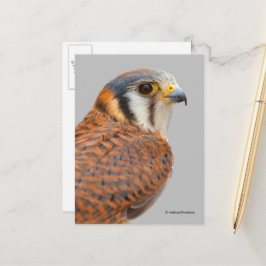 Cartão Postal Falcão Peneireiro Americano Deslumbrante