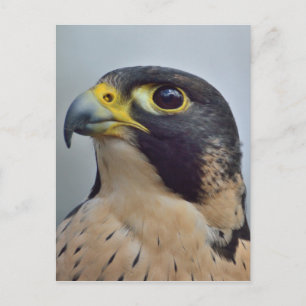 Cartão Postal Falcão Peregrino Majestoso