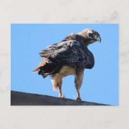 Cartão Postal Falcão Vermelho Agitado