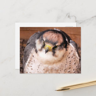 CARTÃO POSTAL FALCON