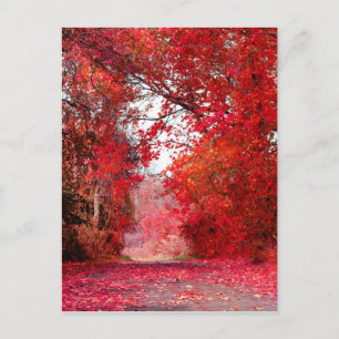 Cartão Postal Fall Autason Forest Park Chá Folhas Folhas de Folh