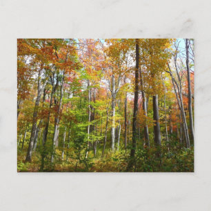 Cartão Postal Fall Forest I Autumn Landscape Photoshop