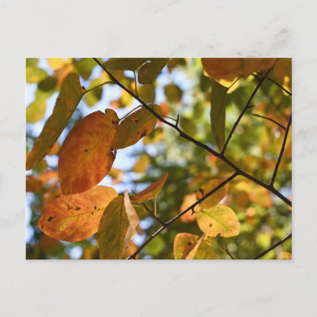 Cartão Postal Fall Leaf Autumn Deixa Sky Nature Fotografia (Frente)