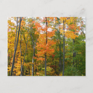 Cartão Postal Fall Maple Trees Autumn Nature Fotografia