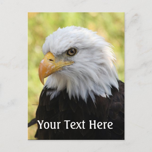 Cartão Postal Falln Bald Eagle Liberty (Frente)