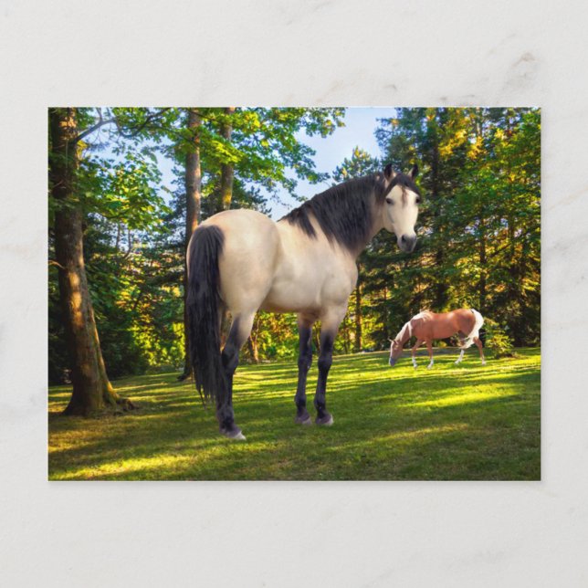 Cartão Postal Fallon (Frente)