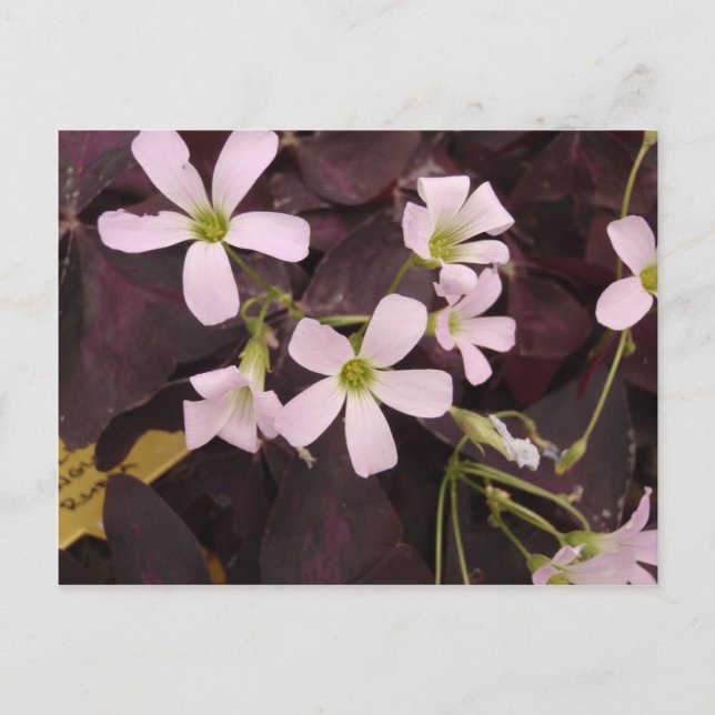 Cartão Postal Falsa Shamrock Oxalis Triangularis (Frente)
