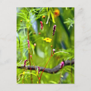 Cartão Postal Falta de foco nas flores selvagens