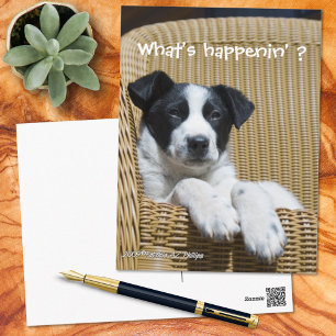 Cartão Postal Falta Você Cachorrinho Preto e Branco Fofinho Foto