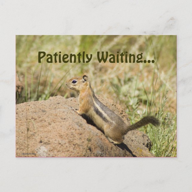 Cartão Postal Faltando Foto Customizada de Esquilo Fofo em uma R (Frente)