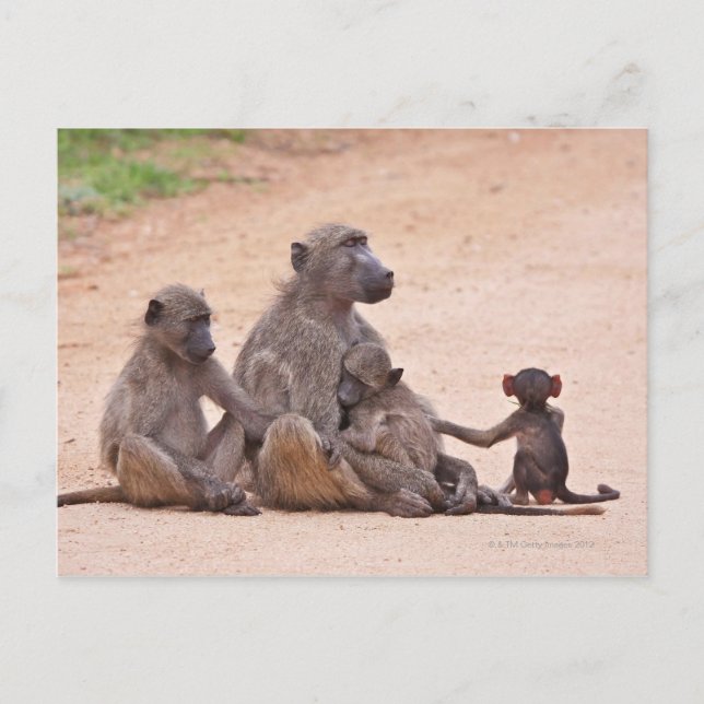 Cartão Postal Família Baboon sentada no chão (Frente)