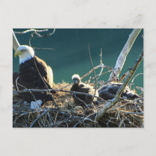 Cartão Postal Família BEF Bald Eagle